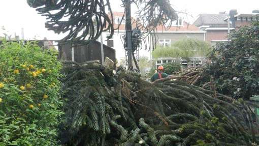 Bomen rooien Holtum